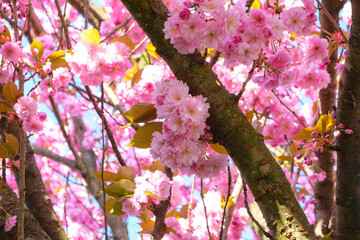 sakura - japanese cherry blossoms against blue sky