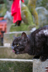 A cat living in Fushimi Inari Taisha Shrine in Japan