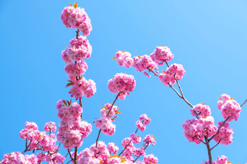 Fototapeta na wymiar sakura - japanese cherry blossoms against blue sky