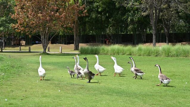 Flock of goose walking on grass in farmyard