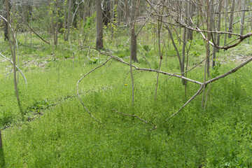 grass in the forest