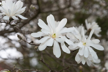 white star magnolia blossoms close up