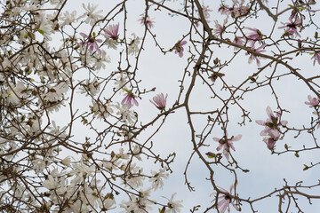 white star magnolia blossoms on a pale blue and white sky