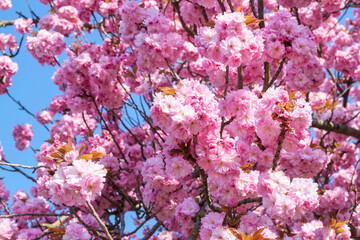 sakura - japanese cherry blossoms against blue sky