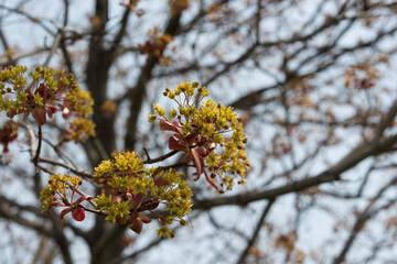 blooming maple tree