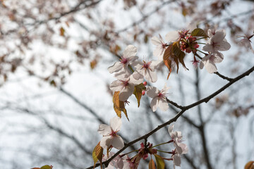 tree blossoms in spring