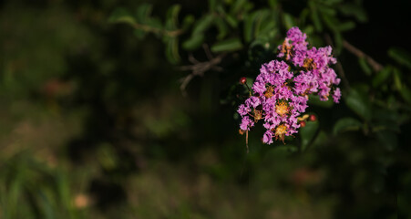 Branches with flowering petals on a bright -green background. Composition and concept. Spring mood, flowering plants, a copy of space.