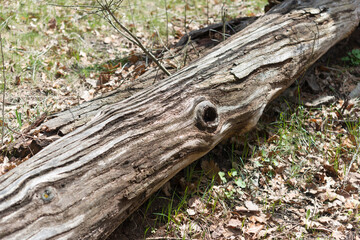 decomposing tree trunk on the ground in the park