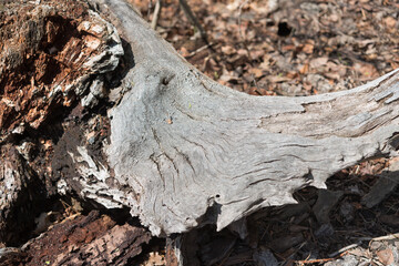 bark of a tree