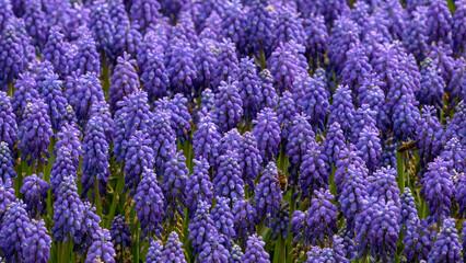Fototapeta na wymiar cramped purple hyacinths