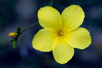 beautiful wild flower, opened in spring