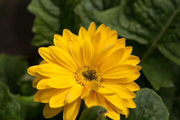yellow gerbera daisy close up (surrounded by leaves)