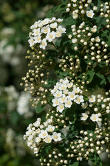 spirea buds and blossoms close up