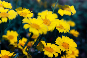 Beautiful looking pretty daisy flower