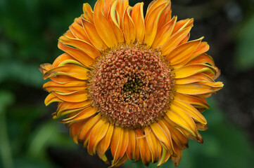 yellow orange gerbera daisy close up