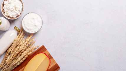 Fototapeta na wymiar Shavuot background with dairy products and wheat on light gray background, web banner
