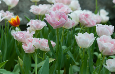 pink/white double tulips (and a wayward red/yellow one) on display at the local conservatory