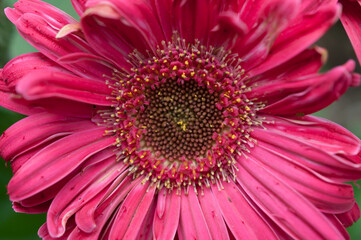 close up of a pink gerbera daisy (with focus on the center element)