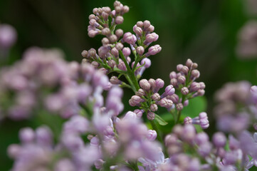 Syringa vulgaris buds (and out of focus flowers) on a darkish background