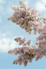 Syringa vulgaris and blue sky with clouds (suitable for copyscape)