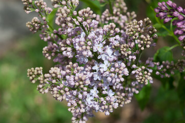 Syringa vulgaris buds and blossoms (on a green bokeh background)