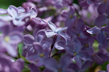violet-blue Syringa vulgaris blossoms close up