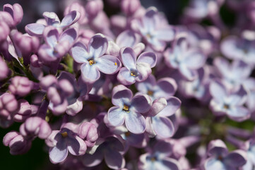 Syringa vulgaris in the sun