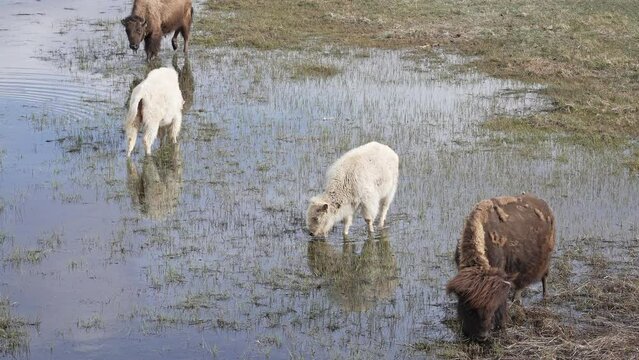 Albino Bison grazing in pond along others in small herd wading through the water.