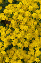Aurinia saxatilis (basket of gold, alyssum) close up