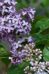 Syringa vulgaris blossoms, buds, and leaves