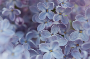 lavender blue Syringa vulgaris wallpaper