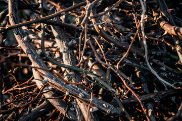 A thorn bush and a piece of rope