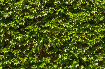 green leaves background