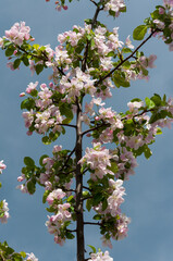 branch with apple blossoms on a blue gray sky