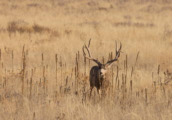 Buck Mule Deer During the Rut in Colorado in Autumn