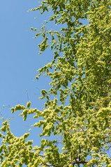 Fototapeta na wymiar tree and sky in spring