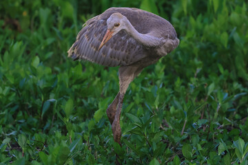Young Sandhill Crane Hunting with Cross Legs