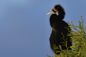 Anhinga Perching in Tree Looking at Sunset
