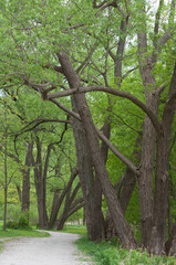 path with trees along the river