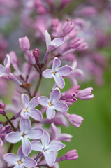 buds and blossoms of Syringa vulgaris on a bokeh background