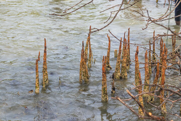 Mangrove roots in the river