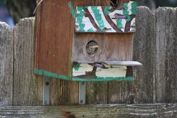wooden bird house