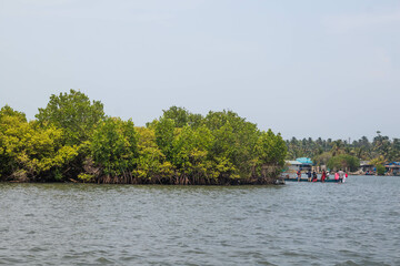Mangrove forest in the river