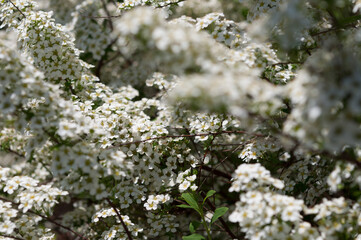 spirea bush in bloom - springtime