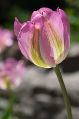 Fototapeta na wymiar fancy, variegated tulips in pink and green in the garden 