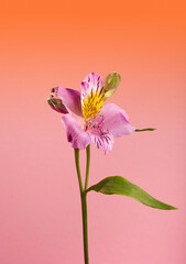 flowers on a pink background