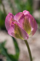 Fototapeta na wymiar fancy, variegated tulips in pink and green in the garden 