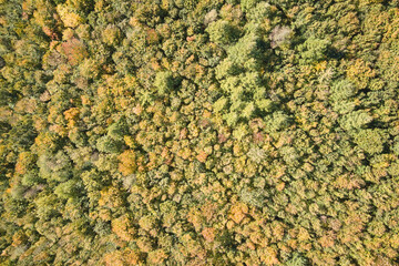 Aerial view of lush forest with green and yellow trees canopies in autumn woods on sunny day