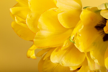Obraz premium yellow flowers on a yellow background