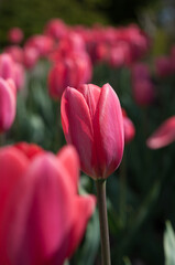 pink flowers in spring